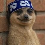Profile photo of dom